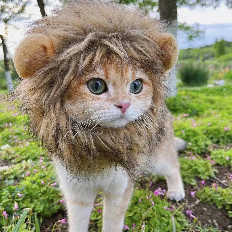 Katzenlöwenmähne