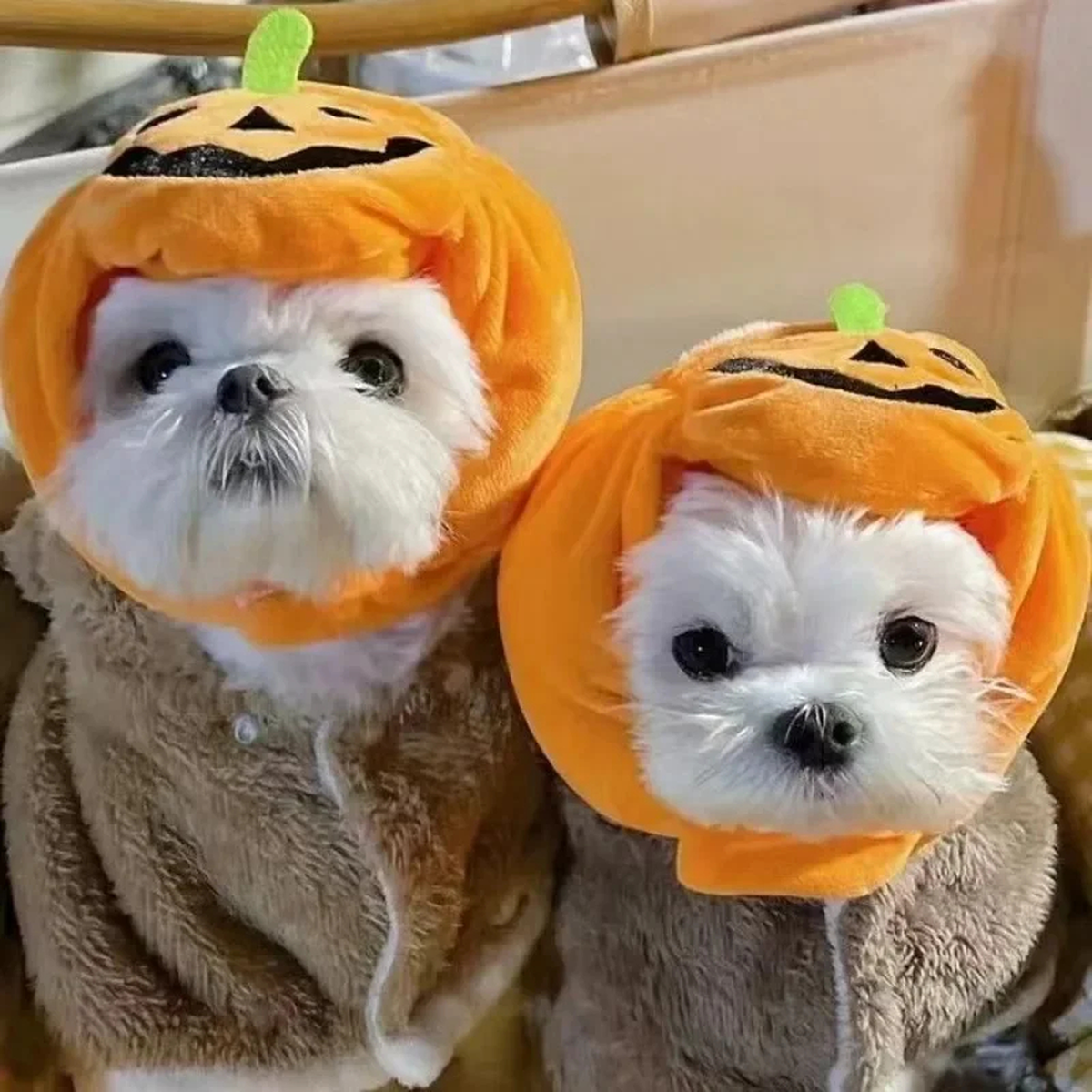 Plush Pumpkin Pet Hat