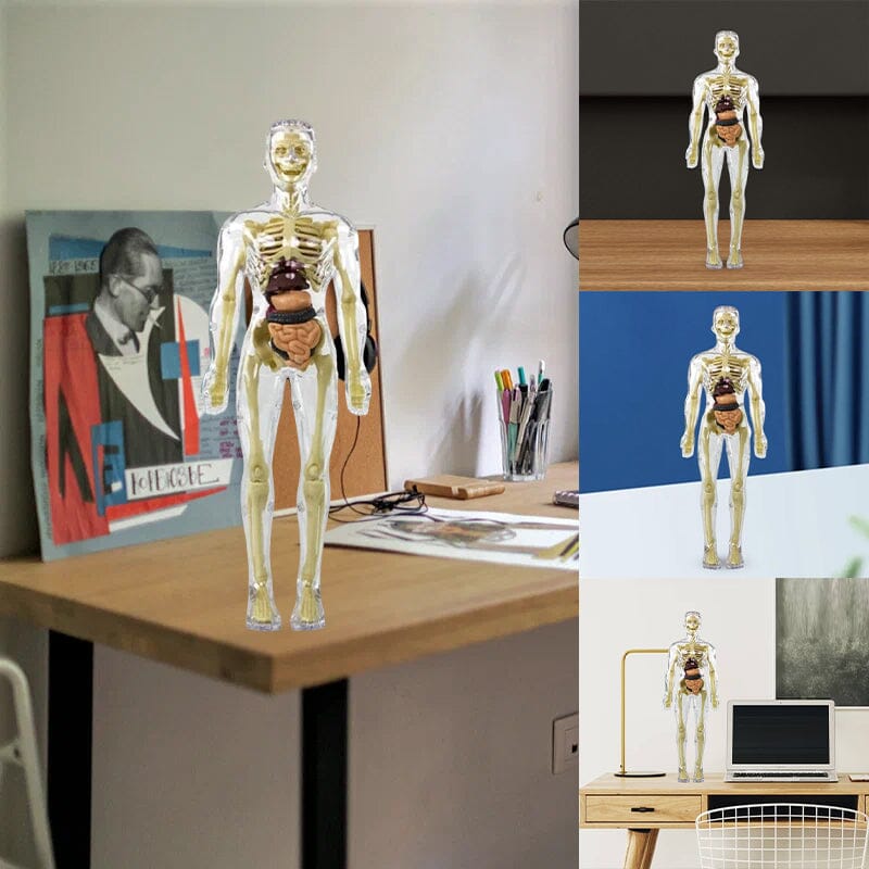 3D Anatomiskt korrekt skelett - Leksaksmodell