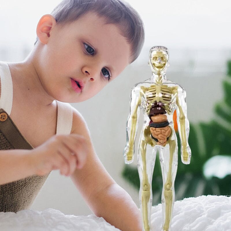 3D Anatomiskt korrekt skelett - Leksaksmodell