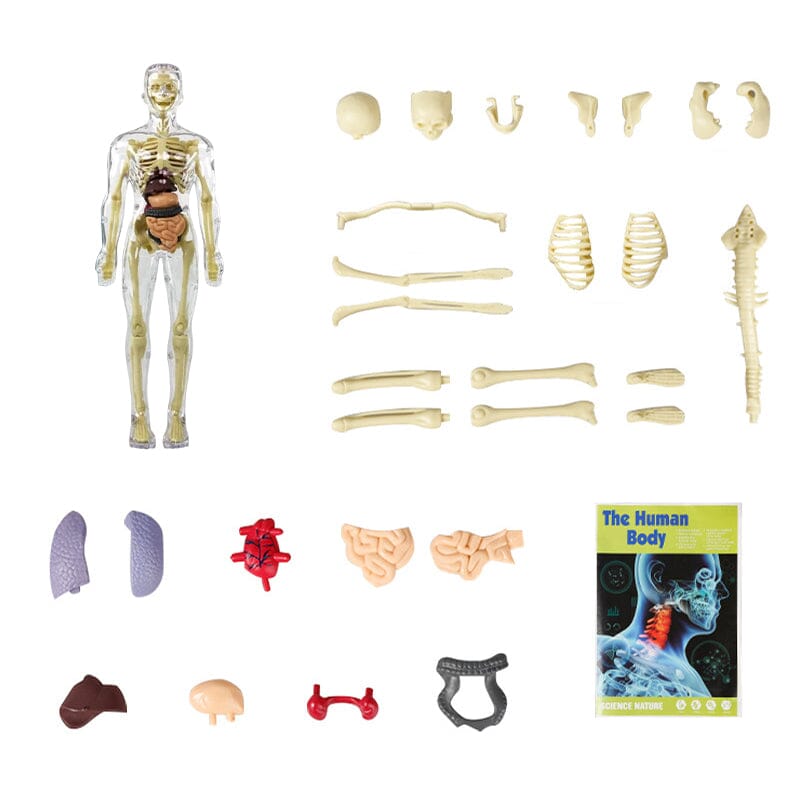 3D Anatomiskt korrekt skelett - Leksaksmodell