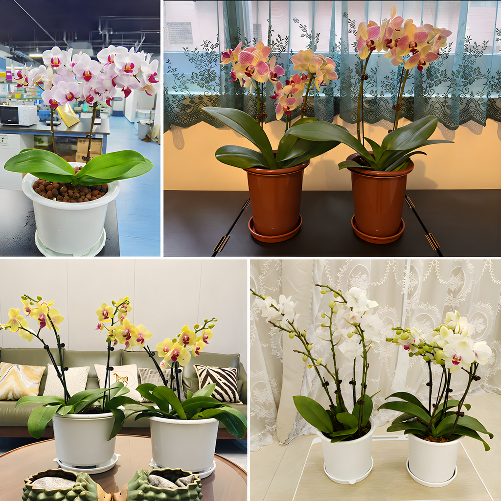 Double-Layer Orchid Pot