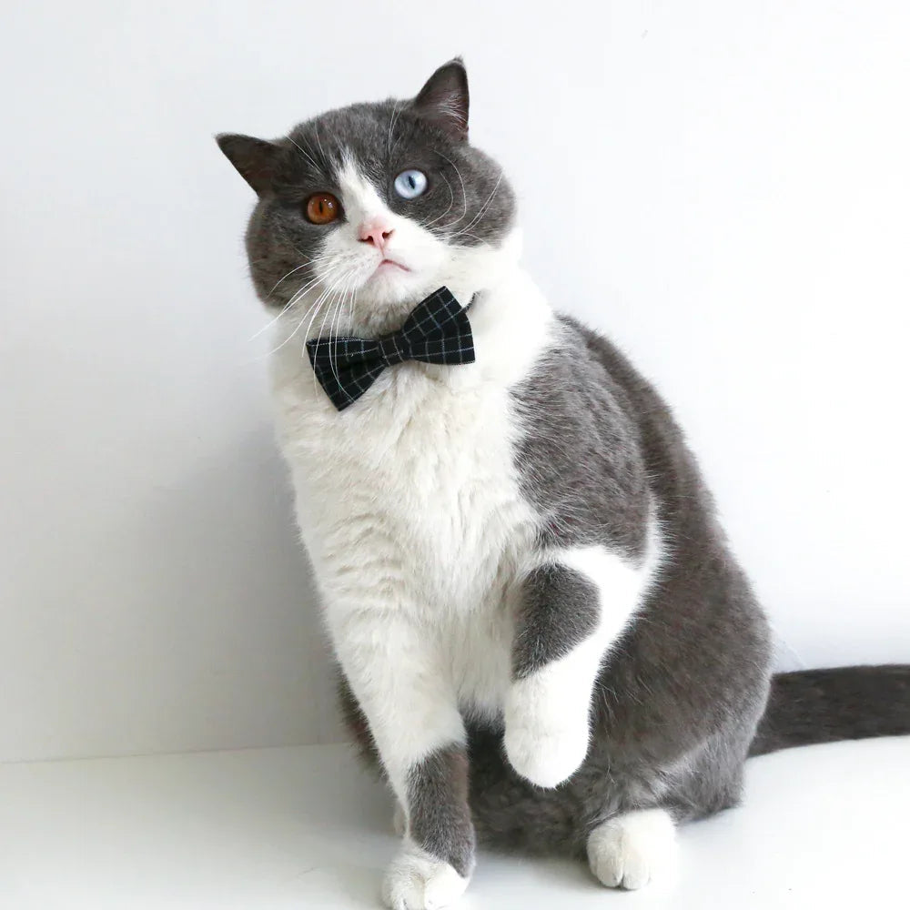 Pet Cat Dog Doctor's Degree Graduation Hat And Bow Tie