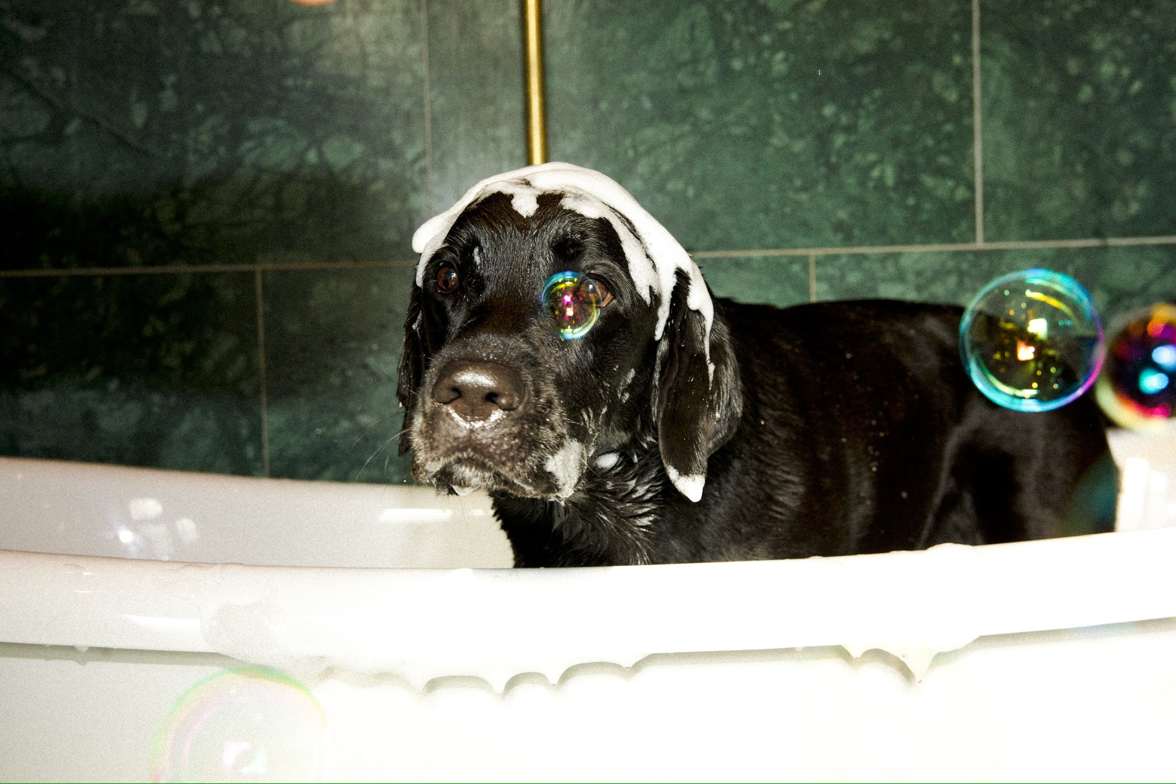 Shiny Fur Shampoo